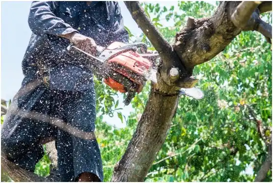 tree services Thiensville